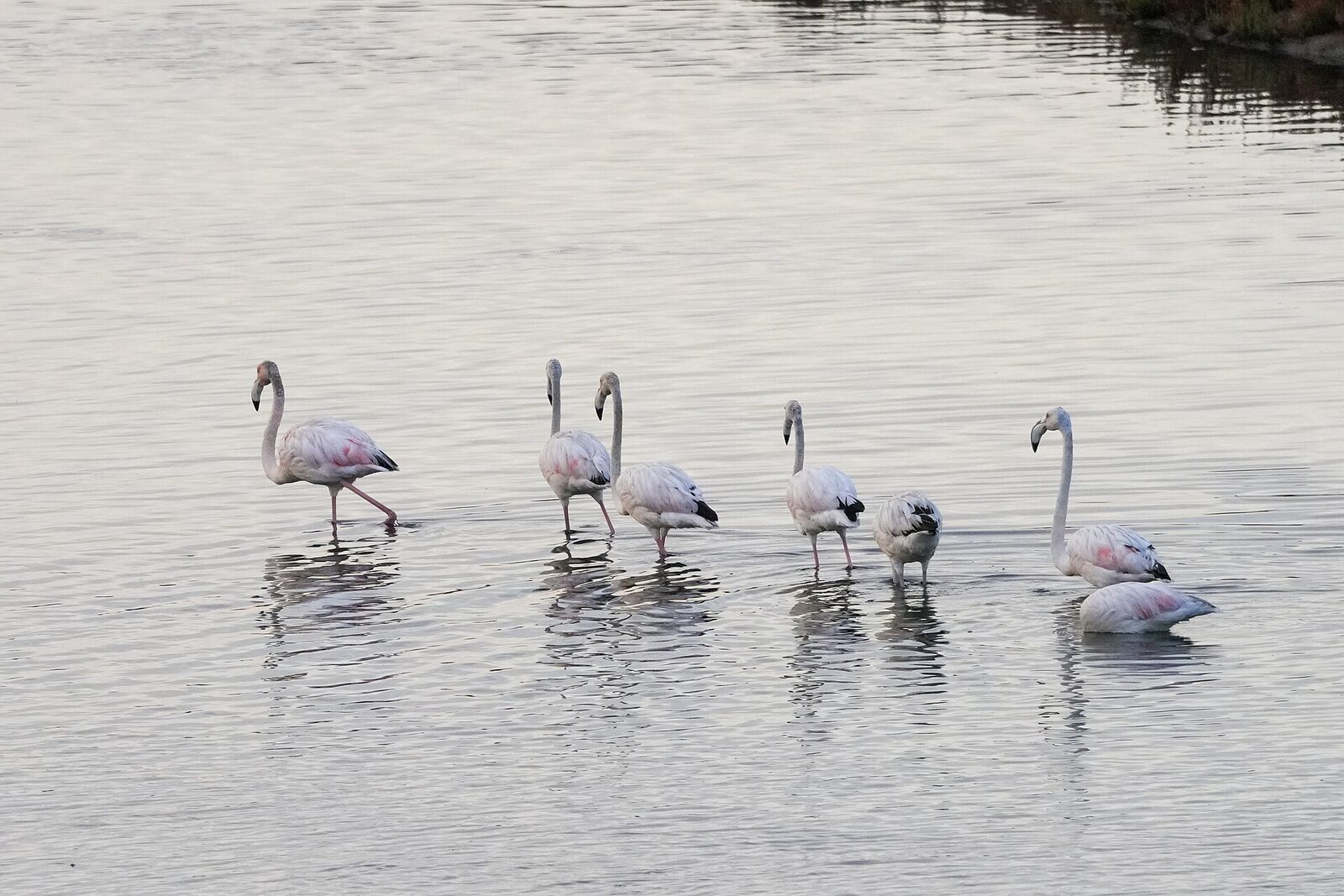 Flamingos in the Souss-Massa estuary south of Agadir, Morocco