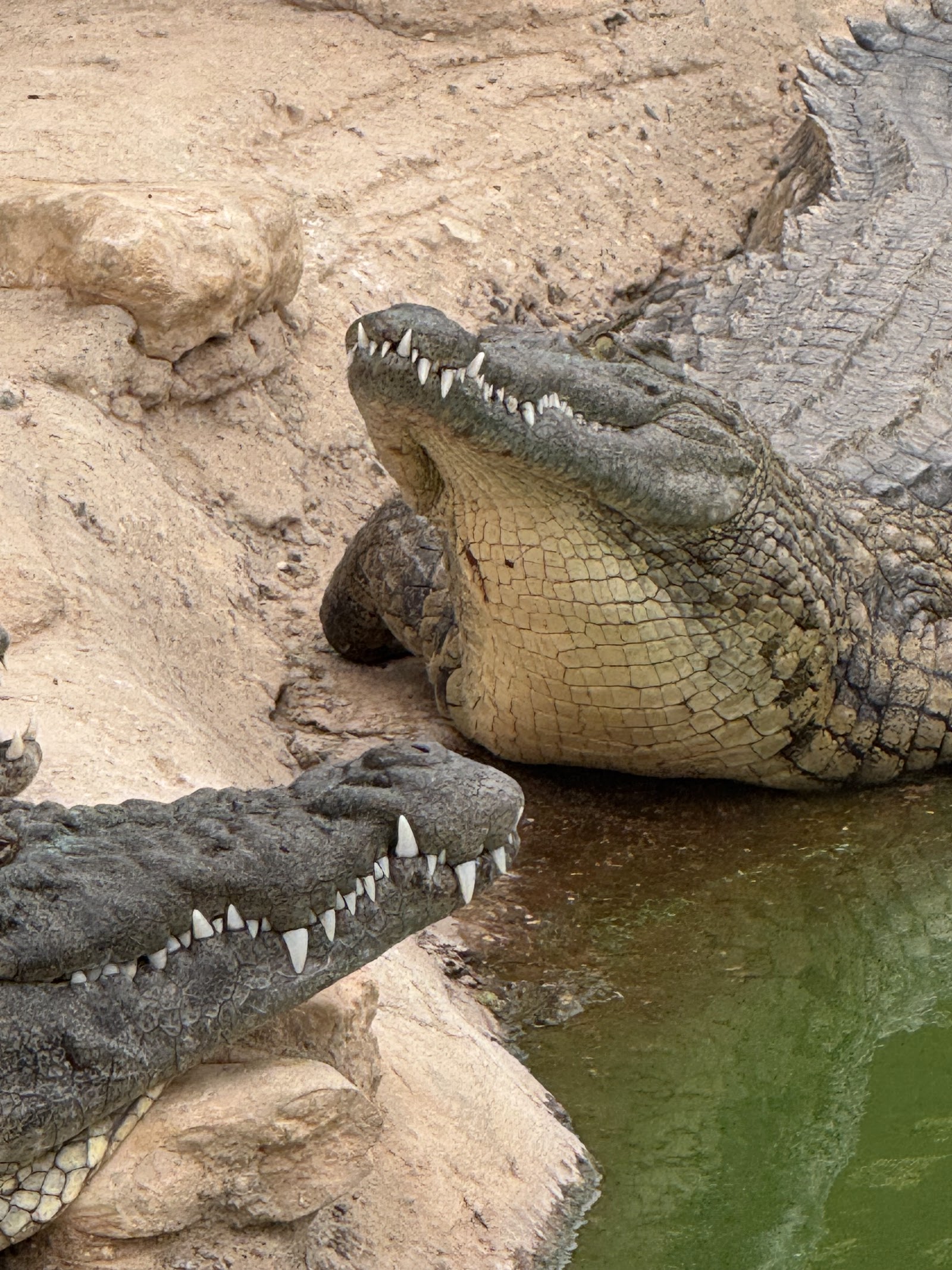 Crocoparc — photo 5