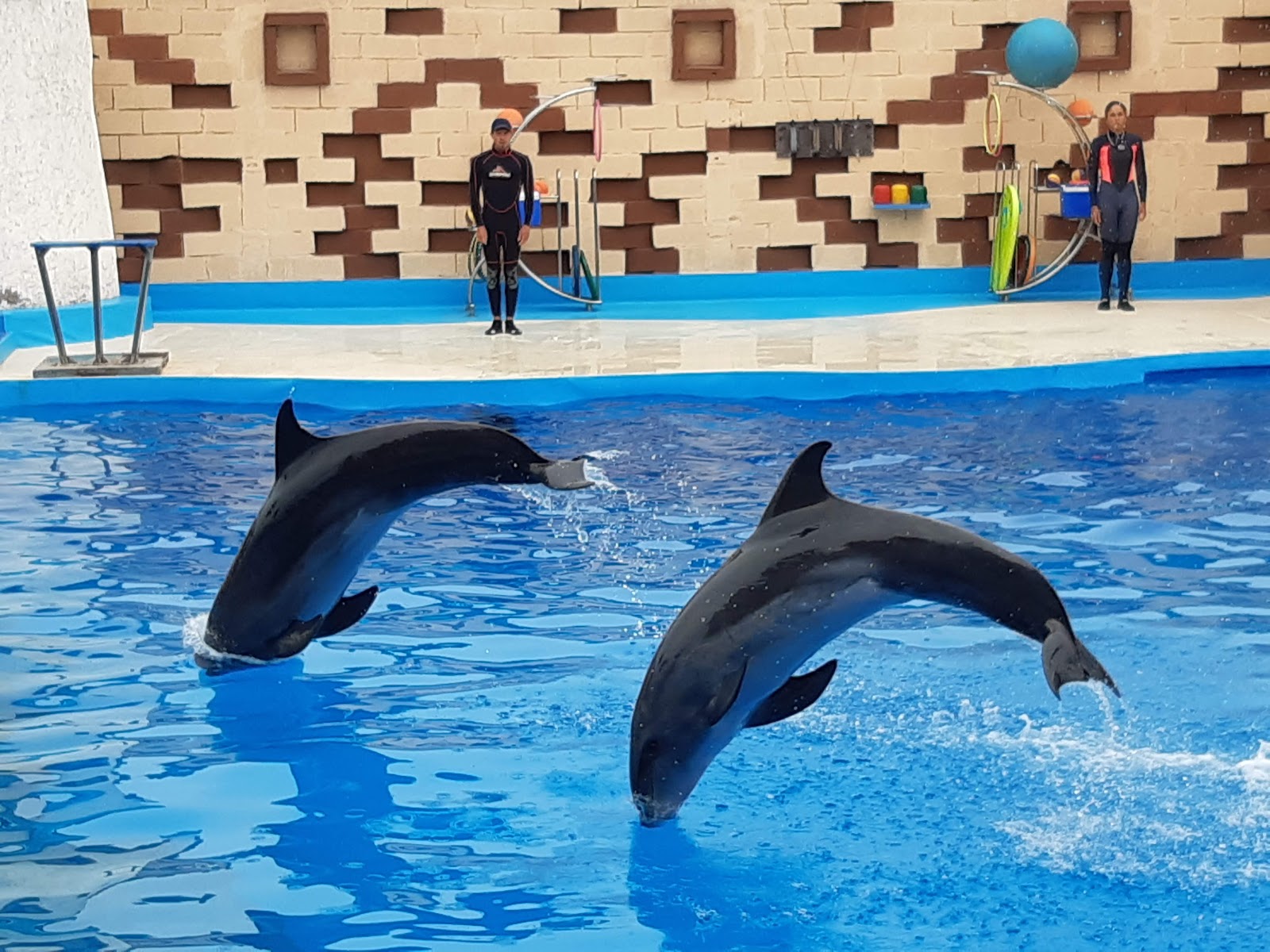 Agadir Dolphin World — photo 4