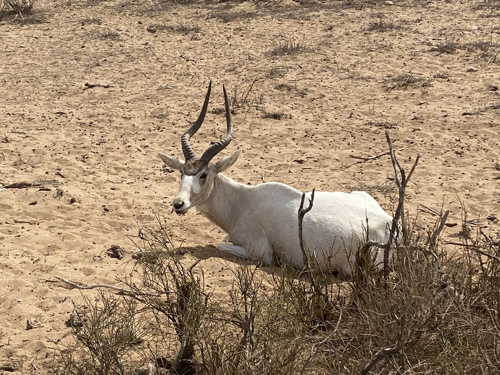 Souss-Massa National Park